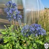 Allium caeruleum - Taevassinine lauk 